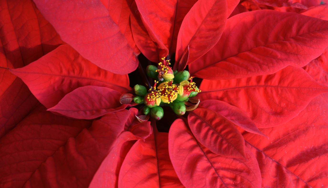 Blte des Weihnachtssterns (Poinsettie)