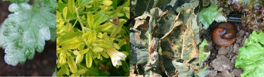 Einzelbilder von links nach recht: Mehltau an Verbena, Eisen-Mangel an Calibrachoa, Xanthomonas an Kohl, Nacktschnecken bei der Paarung im Salatbeet