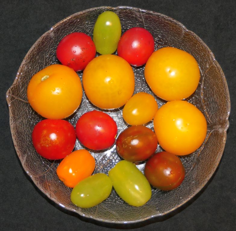 Schale mit Tomatenfrchten unterschiedlicher Sorten